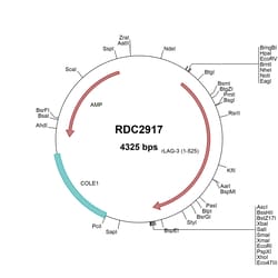 R&D Systems&trade;&nbsp;Rat LAG-3 (NP_997678) VersaClone cDNA