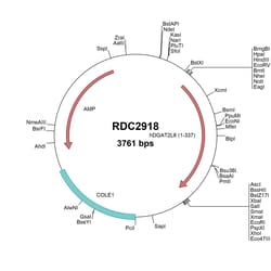 R&D Systems&trade;&nbsp;Human DGAT2L6 (NP_940914) VersaClone cDNA