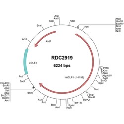 R&D Systems&trade;&nbsp;Human ACLP (NP_001120) VersaClone cDNA