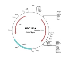 R&D Systems™ Human MAGEA3 (NP_005353) VersaClone cDNA