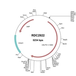 R&D Systems&trade;&nbsp;Mouse ELFN1 (NP_780731) VersaClone cDNA