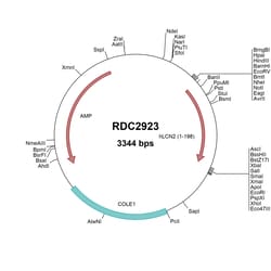 R&D Systems&trade;&nbsp;Human Lipocalin-2/NGAL (NP_005555) VersaClone cDNA