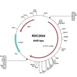 R&D Systems™ Human ITIH3 (NP_002208) VersaClone cDNA