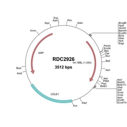 R&D Systems&trade;&nbsp;Human 4-1BB Ligand/TNFSF9 (NP_003802) VersaClone cDNA