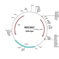 R D Systems Mouse CD302/CLEC13A (NP_001277589) VersaClone cDNA 10 &mu;g | Buy Online | R&amp;D Systems&trade; | Fisher Scientific