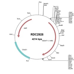 R&D Systems™ Human DGAT1 (NP_036211) VersaClone cDNA