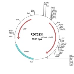R&D Systems™ Human ST6GAL1 (NP_003023) VersaClone cDNA