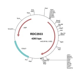 R&D Systems&trade;&nbsp;Mouse Activin RIB/ALK-4 (NP_031421) VersaClone cDNA