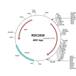 R&D Systems™ Cyno Monkey Lysyl Oxidase/LOX (XP_005557662) VersaClone cDNA