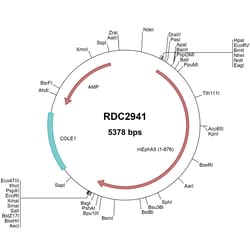 R&D Systems&trade;&nbsp;Mouse EphA5 (NP_031963) VersaClone cDNA