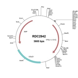 R&D Systems™ Human Hepassocin/FGL1 (NP_004458) VersaClone cDNA
