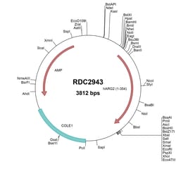 R&D Systems&trade;&nbsp;Human Arginase 2/ARG2 (NP_001163) VersaClone cDNA