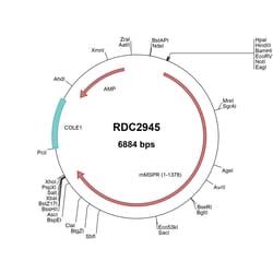 R&D Systems™ Mouse MSPR/Ron (CAA52754) VersaClone cDNA