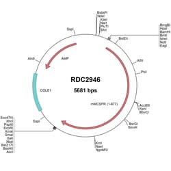 R&D Systems&trade;&nbsp;Mouse M-CSF R/CD115 (NP_001032948) VersaClone cDNA