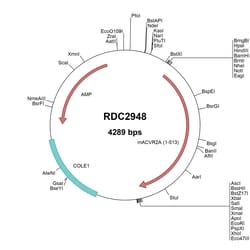 R D Systems Mouse Activin RIIA (NP_031422) VersaClone cDNA 10 &mu;g | Buy Online | R&amp;D Systems&trade; | Fisher Scientific