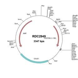 R&D Systems&trade;&nbsp;Mouse VSTM5 (NP_081231) VersaClone cDNA