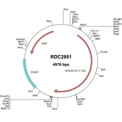 R D Systems Human CL-P1/COLEC12 (NP_569057) VersaClone cDNA 10 &mu;g | Buy Online | R&amp;D Systems&trade; | Fisher Scientific