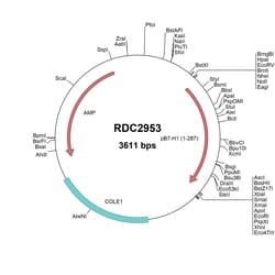 R D Systems Porcine PD-L1/B7-H1 (NP_001020392) VersaClone cDNA 10 &mu;g | Buy Online | R&amp;D Systems&trade; | Fisher Scientific