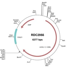 R&D Systems™ Mouse CHL-1/L1CAM-2 (NP_031723) VersaClone cDNA