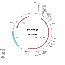 R&D Systems™ Human Semaphorin 3E (NP_036563) VersaClone cDNA
