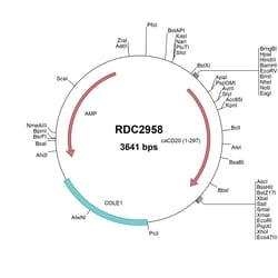 R&D Systems&trade;&nbsp;Canine CD20 (NP_001041493) VersaClone cDNA