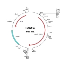 R&D Systems™ Mouse Vasorin/SLIT-like 2 (BAB28075) VersaClone cDNA