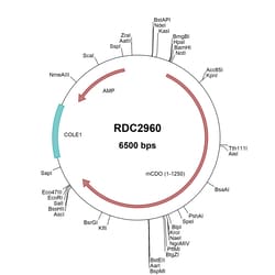 R&D Systems™ Mouse CDO (NP_067314) VersaClone cDNA