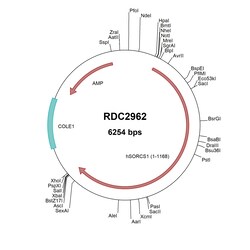 R&D Systems™ Human SorCS1 (NP_443150) VersaClone cDNA