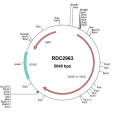 R&D Systems&trade;&nbsp;Human CD21 (NP_001868) VersaClone cDNA