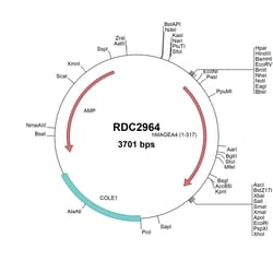 R&D Systems™ Human MAGEA4 (NP_002353) VersaClone cDNA
