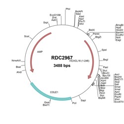R&D Systems™ Mouse CXCL16 (NP_075647) VersaClone cDNA