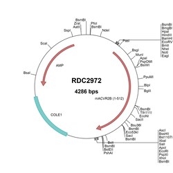 R&D Systems™ Mouse Activin RIIB (NP_001300686) VersaClone cDNA
