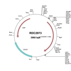 R D Systems Cyno Monkey DC-SIGN/CD209 (XP_015296329) VersaClone cDNA 10 &mu;g | Buy Online | R&amp;D Systems&trade; | Fisher Scientific