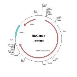R&D Systems&trade;&nbsp;Mouse DEC-205/CD205 (NP_038853) VersaClone cDNA