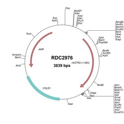 R&D Systems&trade;&nbsp;Rat AGTR-2 (NP_036626.1) VersaClone cDNA