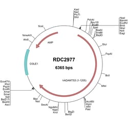 R&D Systems™ Human ADAMTS3 (AAI30288.1) VersaClone cDNA
