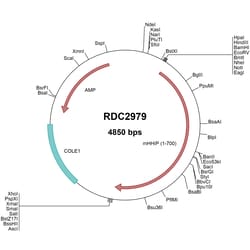R&D Systems™ Mouse Hip (AAD31172.1) VersaClone cDNA