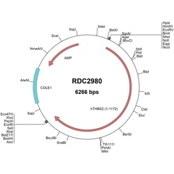 R&D Systems&trade;&nbsp;Human Thrombospondin-2 (NP_003238.2) VersaClone cDNA