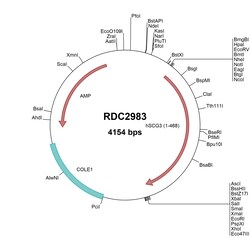R&D Systems&trade;&nbsp;Human SCG3 (NP_037375.2) VersaClone cDNA