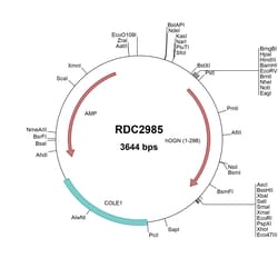 R&D Systems™ Human Mimecan (NP_054776.1) VersaClone cDNA
