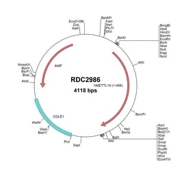 R&D Systems&trade;&nbsp;Human METTL14 (NP_066012.1) VersaClone cDNA