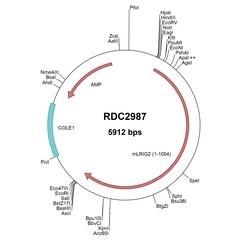 R&D Systems™ Mouse LRIG2 (NP_001020238.1) VersaClone cDNA