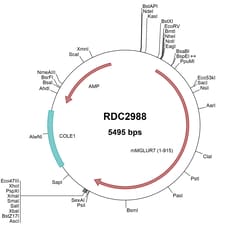 R D Systems Mouse mGluR7 (NP_796302.2) VersaClone cDNA 10 &mu;g | Buy Online | R&amp;D Systems&trade; | Fisher Scientific