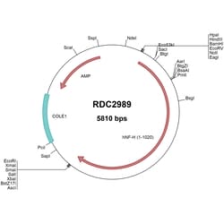 R&D Systems™ Human NF-H (NP_066554.2) VersaClone cDNA