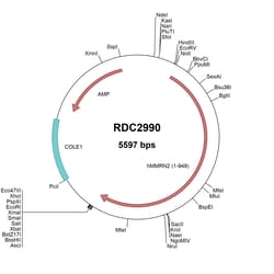 R&D Systems™ Human MMRN2 (NP_079032.2) VersaClone cDNA