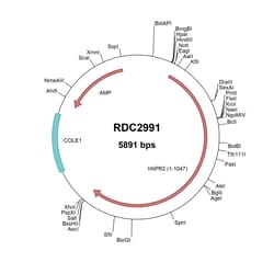 R&D Systems&trade;&nbsp;Human NPRB/NPR2 (NP_003986.2) VersaClone cDNA