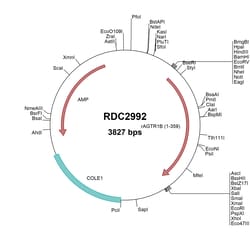 R&D Systems&trade;&nbsp;Rat AGTR1b (NP_112271.2) VersaClone cDNA
