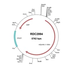 R&D Systems™ Mouse EphA8 (NP_031965.2) VersaClone cDNA