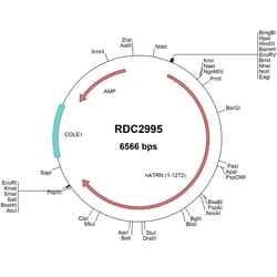 R&D Systems™ Human Attractin (NP_647538.1) VersaClone cDNA
