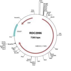 R D Systems Human MRP2 (NP_000383.2) VersaClone cDNA 10 &mu;g | Buy Online | R&amp;D Systems&trade; | Fisher Scientific